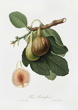 Fig Ficus Carica From Pomo