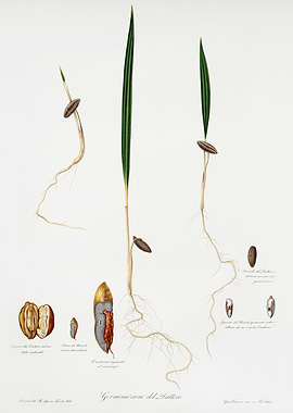 Pomona Italiana 1839HQOrig