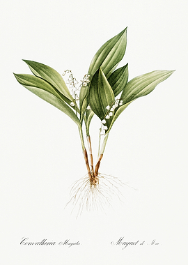 Les Liliacees 1805 HQ Orig