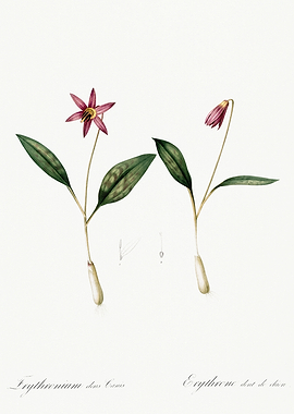 Les Liliacees 1805 HQ Orig