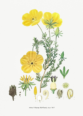 Thalamiflorae Flower Poste