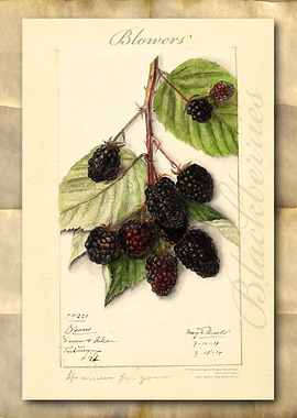 Blackberry watercolor