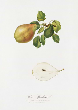 Pear Pyrus Spaddonia From