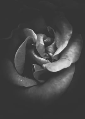 blooming rose texture