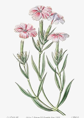 Pink Dianthus Poster
