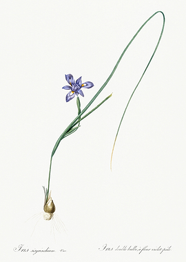 Les Liliacees 1805 HQ Orig