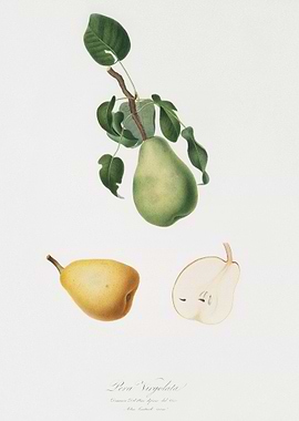 Winter Citron Pyrus Virgol