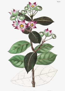 Purple Milkweeds Poster