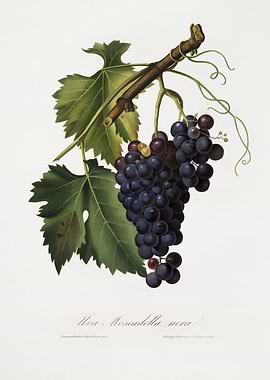 Pomona Italiana 1839HQOrig