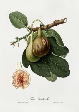 Pomona Italiana 1839HQOrig