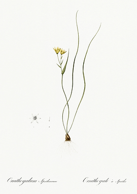 Les Liliacees 1805 HQ Orig