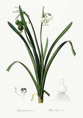 Les Liliacees 1805 HQ Orig