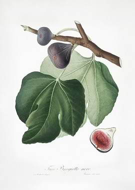 Black Fig Ficus Carica Fro