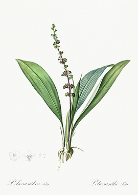 Les Liliacees 1805 HQ Orig