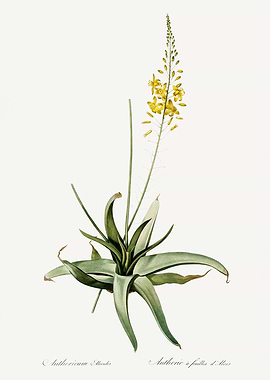 Les Liliacees 1805 HQ Orig