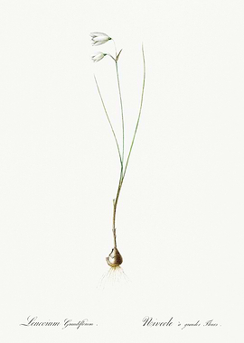 Les Liliacees 1805 HQ Orig