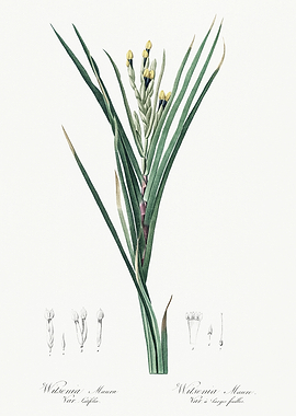 Les Liliacees 1805 HQ Orig