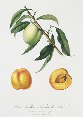 Apricot Pesca Natalina Fro