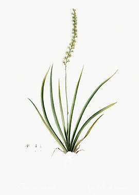 Les Liliacees 1805 HQ Orig