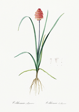 Les Liliacees 1805 HQ Orig