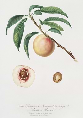 White Speckled Peach Burro