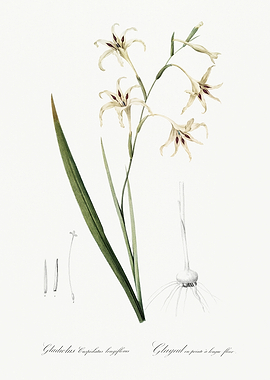 Les Liliacees 1805 HQ Orig