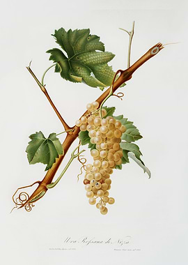 Pomona Italiana 1839HQOrig