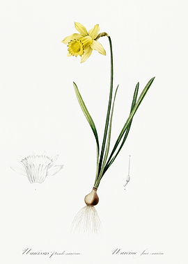 Les Liliacees 1805 HQ Orig