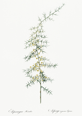 Les Liliacees 1805 HQ Orig