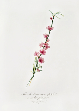 Pomona Italiana 1839HQOrig