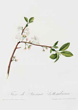 Pomona Italiana 1839HQOrig