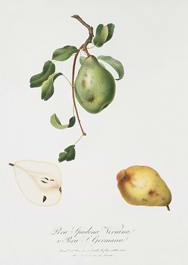Pear Pyrus Spadonnia From