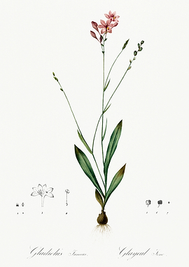 Les Liliacees 1805 HQ Orig