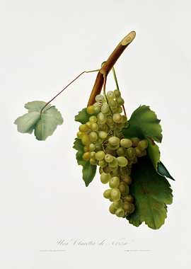 Pomona Italiana 1839HQOrig