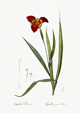 Les Liliacees 1805 HQ Orig