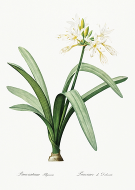 Les Liliacees 1805 HQ Orig