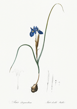 Les Liliacees 1805 HQ Orig