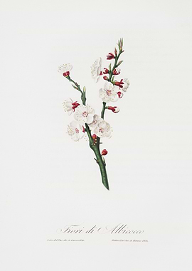 Apricot Flower Prunus Arme