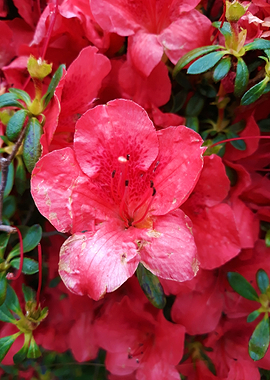 Azalea blossom