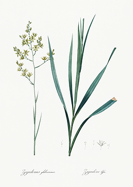 Les Liliacees 1805 HQ Orig