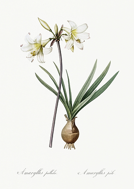 Les Liliacees 1805 HQ Orig