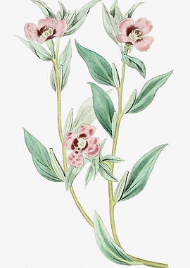 Pink Primrose Vintage Post