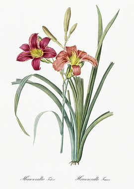 Les Liliacees 1805 HQ Orig