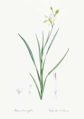 Les Liliacees 1805 HQ Orig