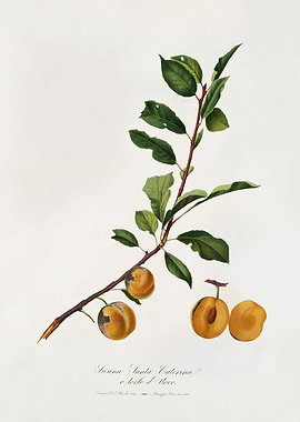 Pomona Italiana 1839HQOrig