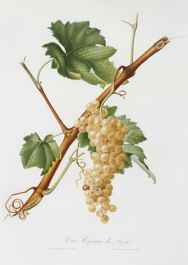 Vermentino Grapes Vitis Li