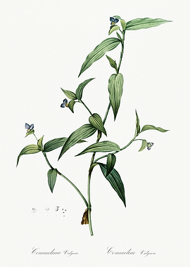 Les Liliacees 1805 HQ Orig