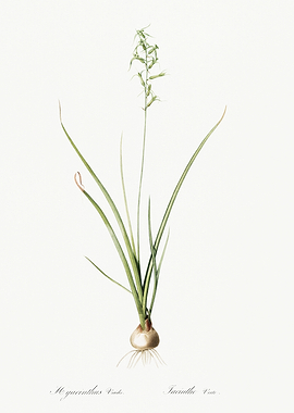 Les Liliacees 1805 HQ Orig