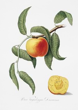 Peach Prunus Persica From