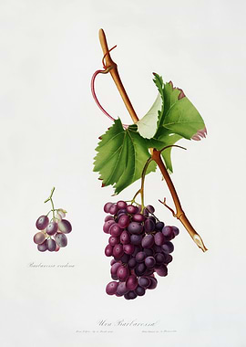 Pomona Italiana 1839HQOrig